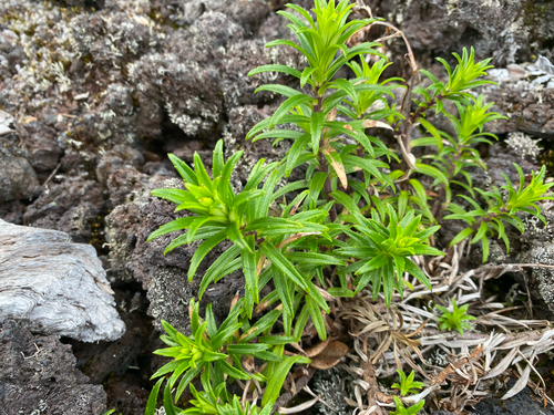 Dubautia scabra observed 2026-09-15