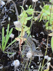 Psammodromus occidentalis