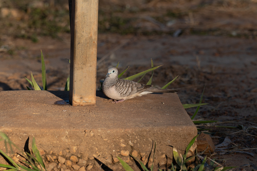 Peaceful Dove