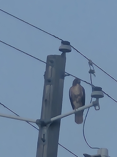 Red-tailed Hawk