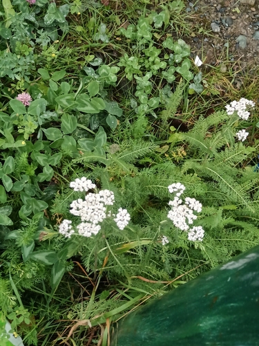common yarrow