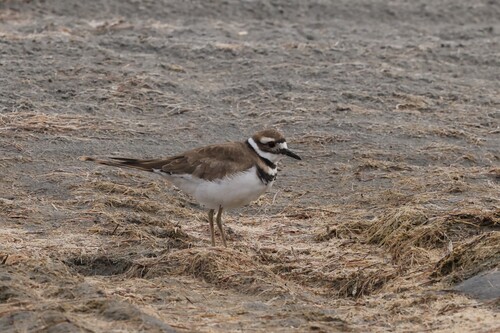 Killdeer