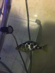 Nimbochromis venustus