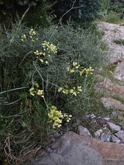 Biscutella laevigata