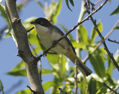 Curruca hortensis