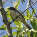 Western Orphean Warbler - Photo (c) Julien Renoult, some rights reserved (CC BY)