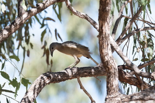 Great Bowerbird