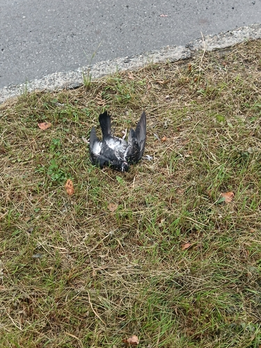 Feral Pigeon