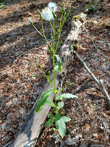 American burnweed