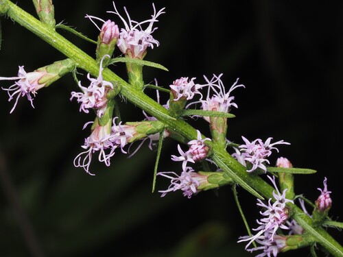 shaggy blazing star