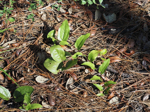 sarsaparilla vine