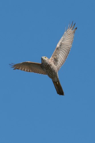 Brown Goshawk