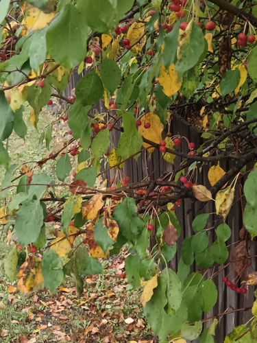 Siberian crabapple