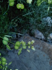 Biscutella laevigata