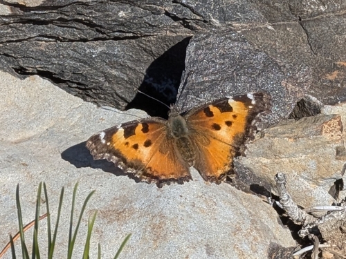 California Tortoiseshell