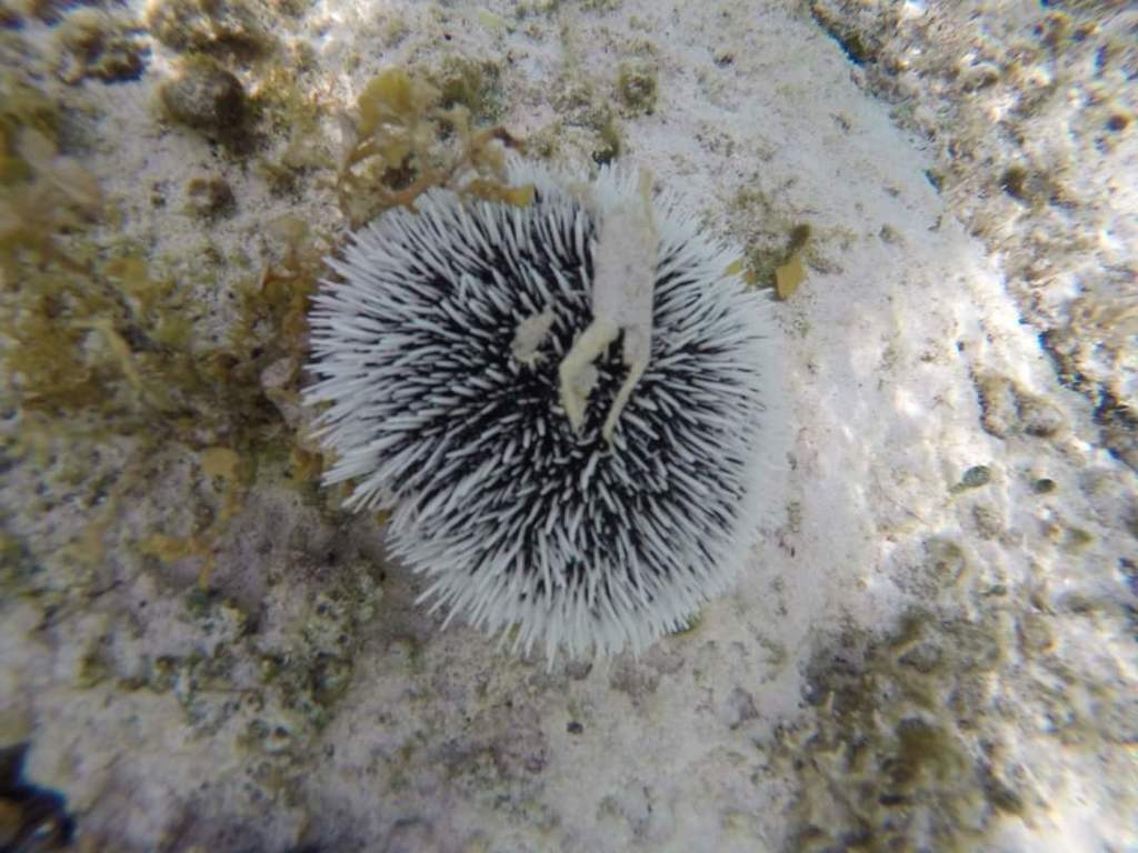 Photo of West Indian sea egg (Tripneustes ventricosus)