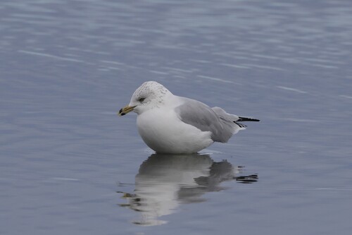 Ring-billed Gull