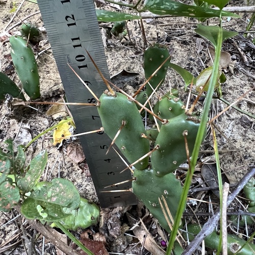 Opuntia drummondii
