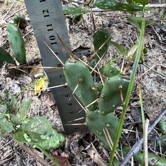 Opuntia drummondii