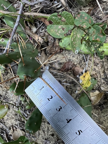 Opuntia drummondii, photograph 1