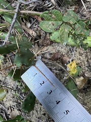 Opuntia drummondii, photograph (c) Anne Parker, some rights reserved (CC BY)