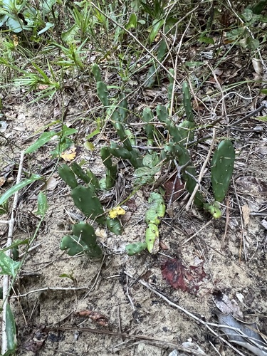 Opuntia drummondii, photograph 2