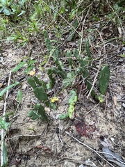 Opuntia drummondii, photograph (c) Anne Parker, some rights reserved (CC BY)
