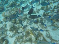 Acanthurus chirurgus