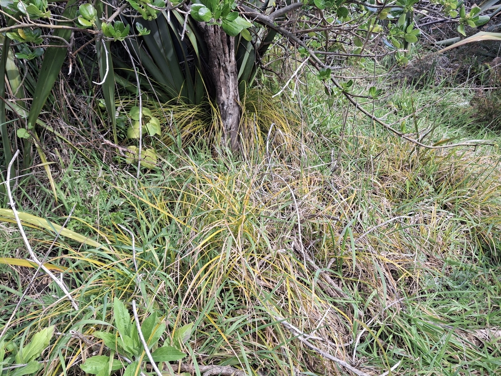 Carex testacea; photograph (c) Andy McKay, some rights reserved (CC BY)