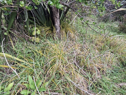 Carex testacea observed 2026-09-18