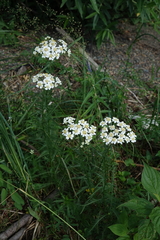 (c) Oleg Kosterin, some rights reserved (CC BY) Achillea impatiens, photograph (c) Oleg Kosterin, some rights reserved (CC BY)