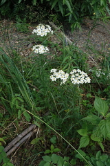(c) Oleg Kosterin, some rights reserved (CC BY) Achillea impatiens, photograph (c) Oleg Kosterin, some rights reserved (CC BY)