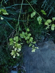 Biscutella laevigata