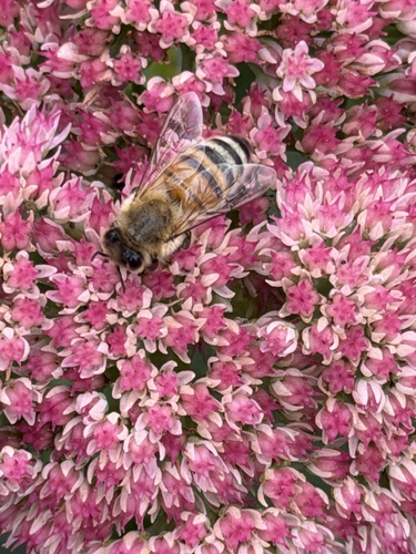 Western Honey Bee