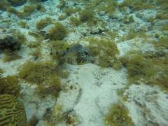 Lactophrys triqueter