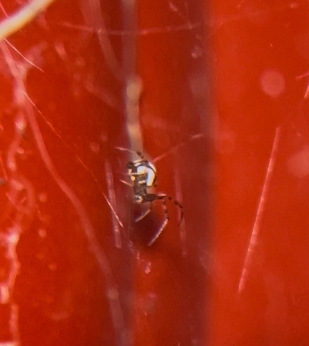 Southern Black Widow