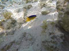 Stegastes leucostictus