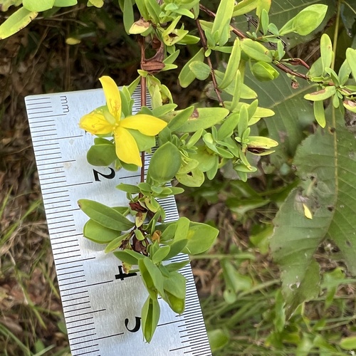 Hypericum hypericoides, photograph 1