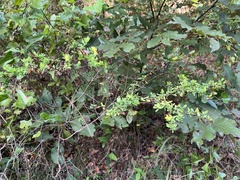 Hypericum hypericoides, photograph (c) Anne Parker, some rights reserved (CC BY)