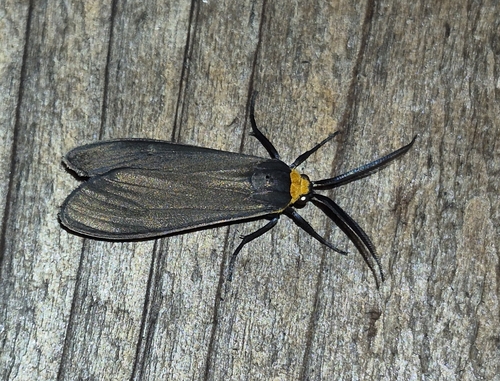 Yellow-collared Scape Moth