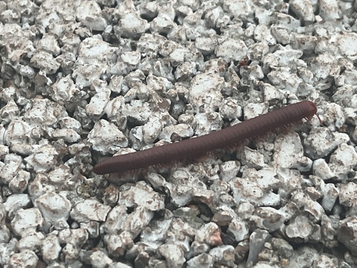 Rusty Millipede