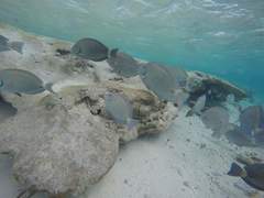 Acanthurus chirurgus