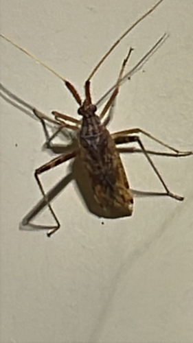 Phytocoris pallidicornis