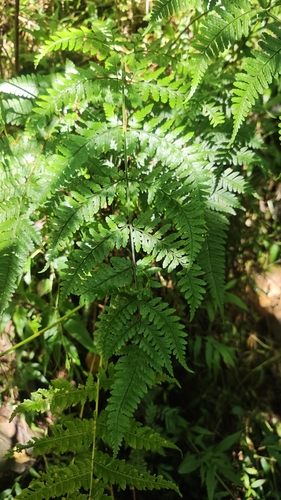 Dryopteris sparsa observed 2026-09-18