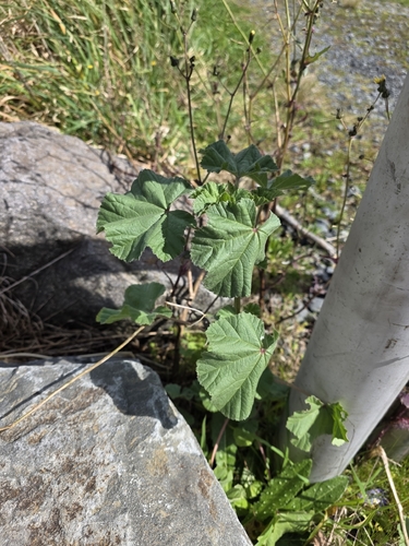 Malva parviflora, photograph 6