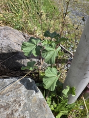 Malva parviflora, photograph author not stated, no rights reserved