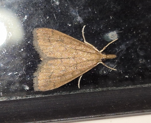 Celery Leaftier Moth