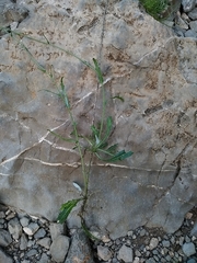 Biscutella laevigata