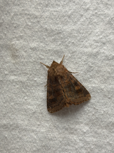 Bronzed Cutworm Moth