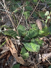 Elephantopus tomentosus, photograph (c) Anne Parker, some rights reserved (CC BY)